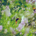 Schmetterlinge an Lavendel
